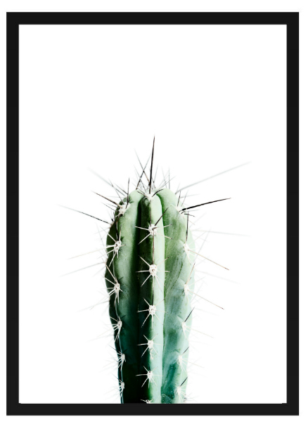 Affiche - 'Cactus'