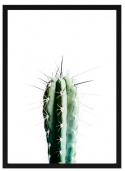Affiche - \'Cactus\'